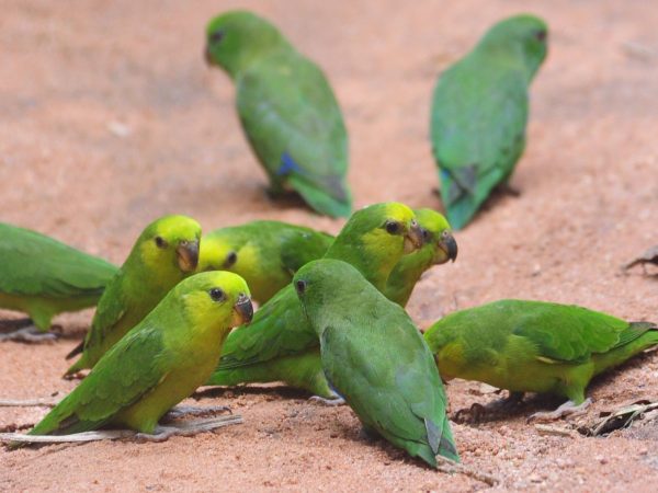 pet birds