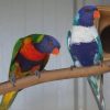 pet bird breeds