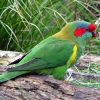 pet bird breeds