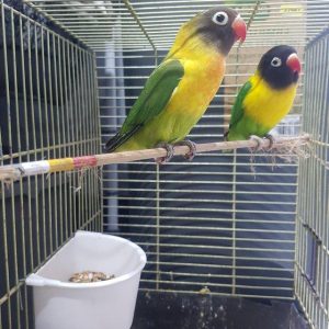Bird Food Center