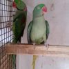 parrot bird for sale