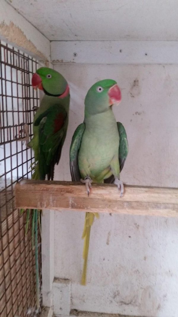 parrot bird for sale