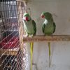 parrot bird for sale