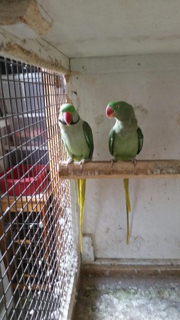 parrot bird for sale