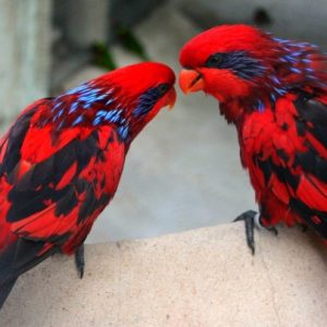 pet bird breeds
