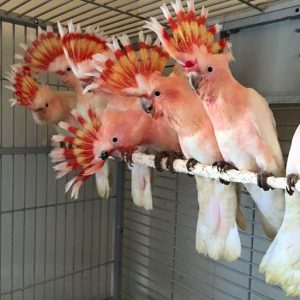Top Bird Cage Dealers