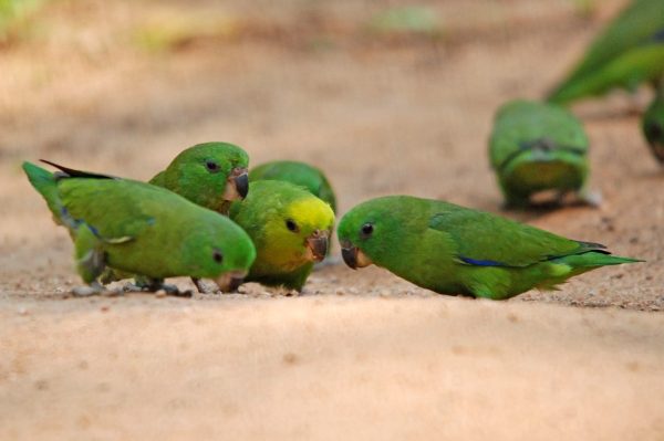 pet birds