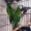 Top Bird Cage Dealers