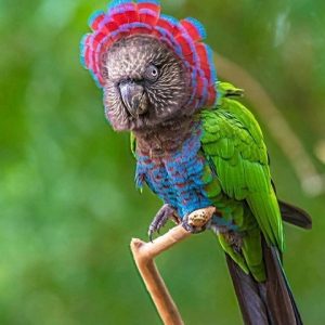 Hawk - Headed Parrot