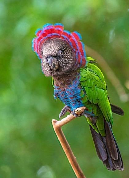 buy parrot Online