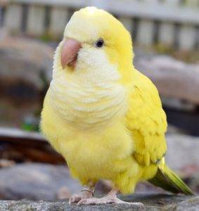 parrot bird for sale