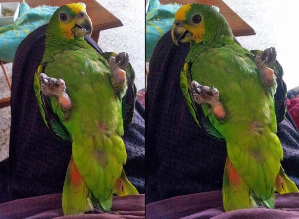 parrot bird for sale