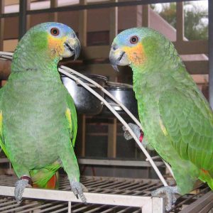 parrot bird for sale