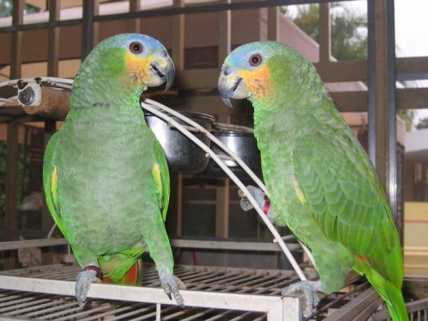 parrot bird for sale