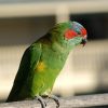 pet bird breeds