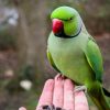 parrot bird for sale