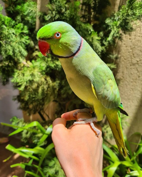 parrot bird for sale