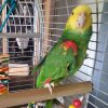 Best pet birds for kids