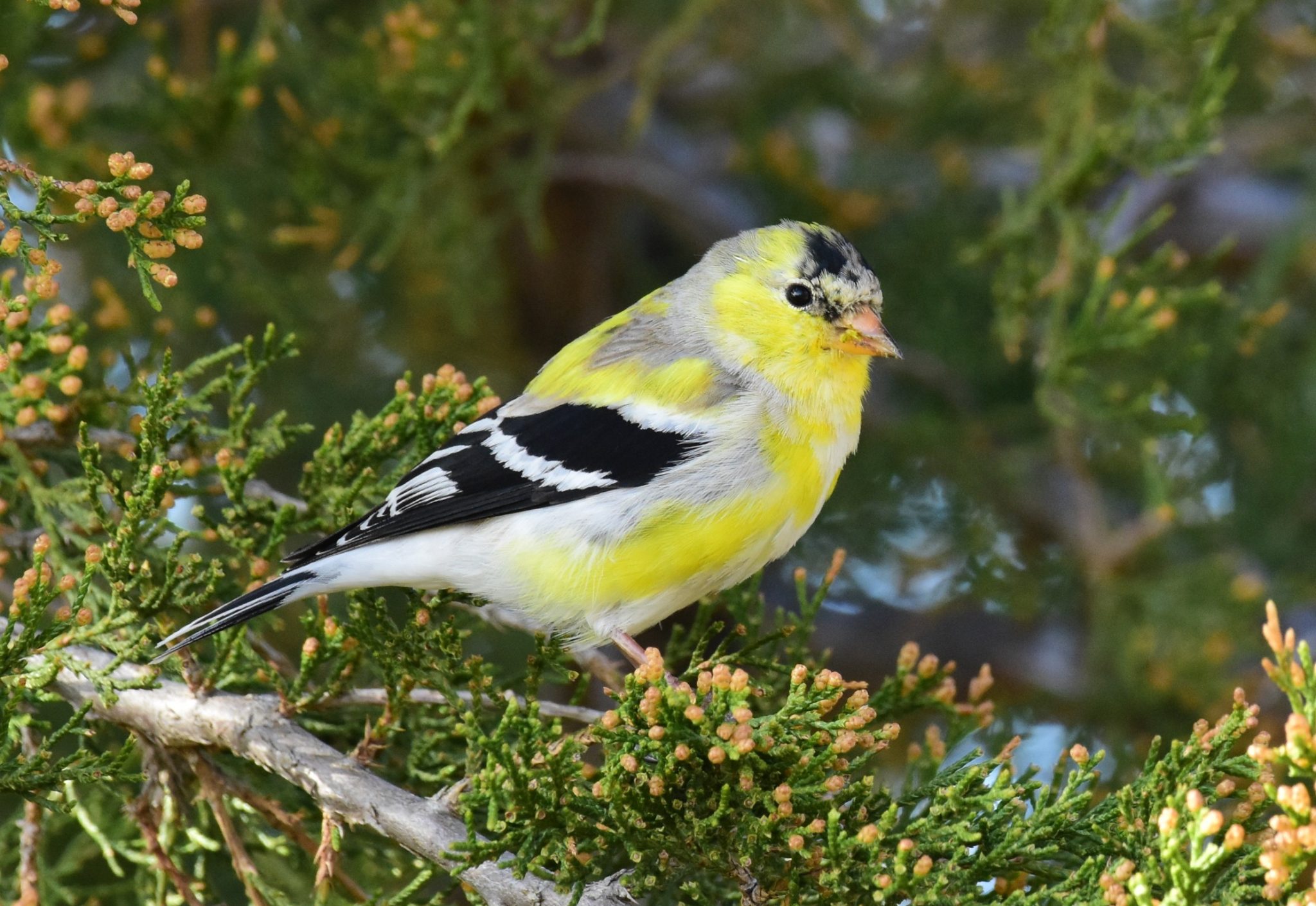 American Gold Finch parrots for sale online