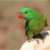 pet bird breeds