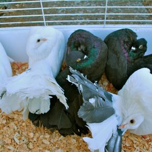 Buy Bird Food Online