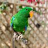 Buy Bird Cages Online