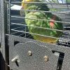 Best pet birds for kids