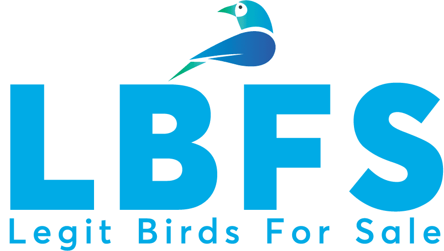 buy birds Online