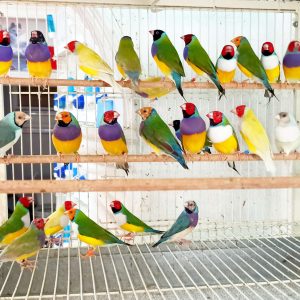 Buy Bird Cages Online