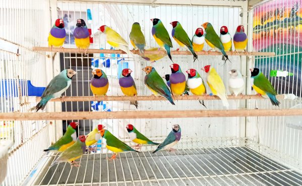 Buy Bird Cages Online