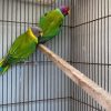 parrot bird for sale