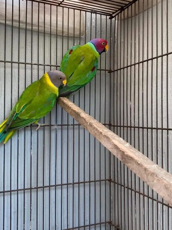 parrot bird for sale